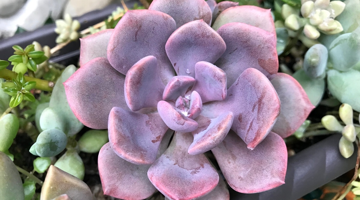 Primer plano de la suculenta Graptoveria 'Debbie' en una maceta gris oblonga con otros tipos de suculentas.  Rosetón grande y redondeado con hojas de color púrpura rosado con un efecto grisáceo.