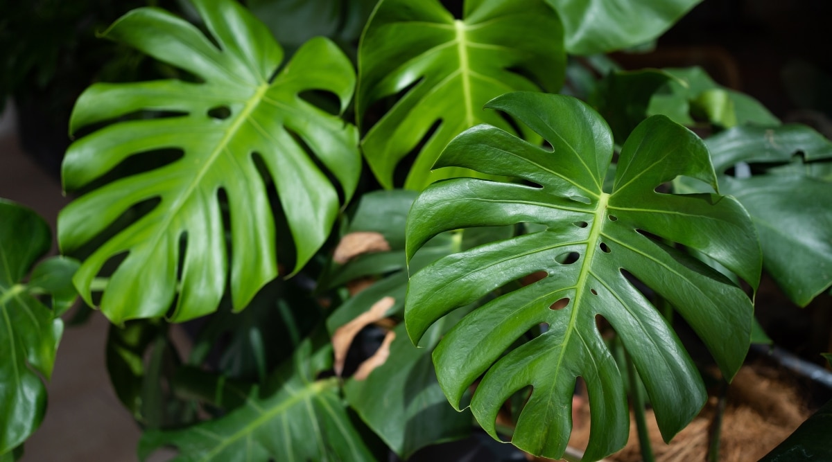 Planta verde con muchas hojas divididas y agujeros.  La imagen es un primer plano de las muchas fenestraciones diferentes en las hojas de la planta.