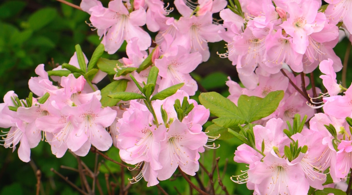 Un primer plano de un arbusto de azalea rosa Gumpo en flor rodeado de hojas ovaladas de color verde pálido contra un fondo borroso.  Delicadas flores solitarias de color rosa pálido en forma de embudo con una garganta blanca y largos estambres blancos.