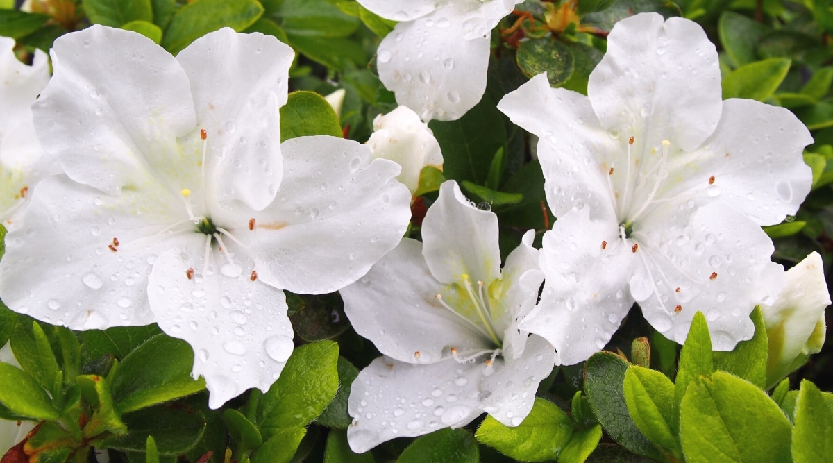 Primer plano de las flores de azalea Gumpo White cubiertas de rocío rodeadas de hojas peludas, brillantes y de color verde esmeralda.  Flores blancas grandes, en forma de embudo, con un ligero tinte verdoso en la garganta.