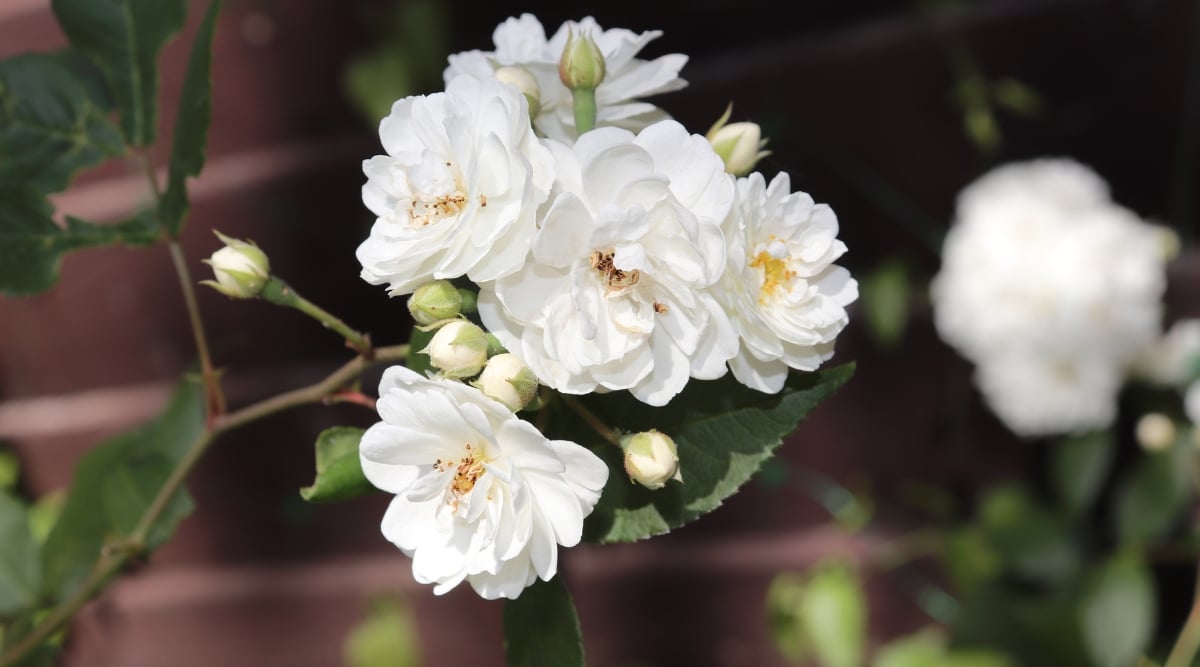 Musk Rosa híbrido que florece con flores blancas en el jardín.  El fondo está desenfocado, con flores floreciendo detrás del tallo principal del arbusto en la imagen.  Hay alrededor de seis hojas de flores blancas que salen del tallo principal de la planta.