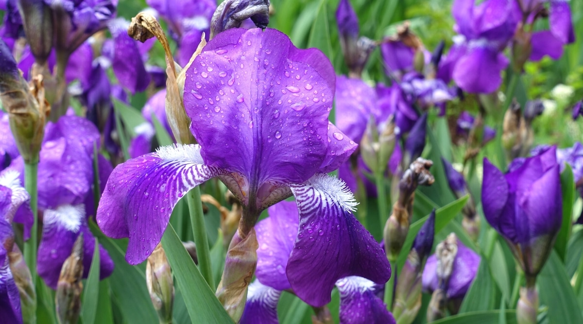 Primer plano de las flores florecientes del iris barbudo en el jardín.  La flor es grande, de color púrpura brillante, tiene pétalos verticales y pétalos en cascada, que se llaman "cascadas".  La flor está cubierta de gotas de rocío.