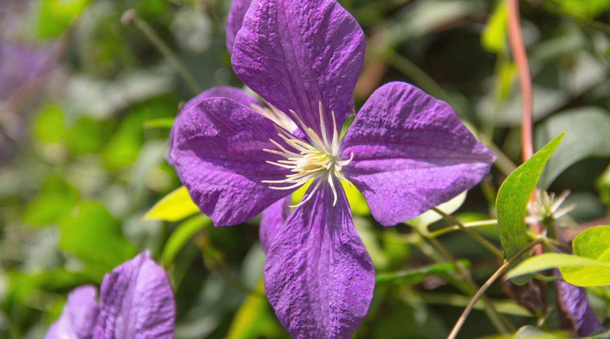 Clematis de Jackman floreciendo con flores púrpuras vivas.  La flor tiene cuatro pétalos y se sienta en el jardín con varias enredaderas verdes detrás de ella.