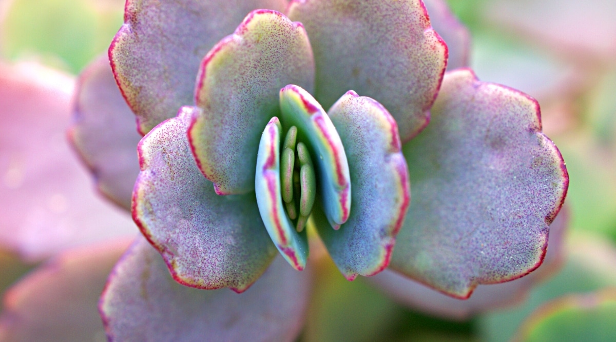 Vista superior, primer plano de las hojas de K. fedtschenkoi contra un fondo borroso.  Las hojas son redondeadas, planas, carnosas, con bordes festoneados.  Las hojas son de color verde azulado con márgenes de color rosa púrpura.