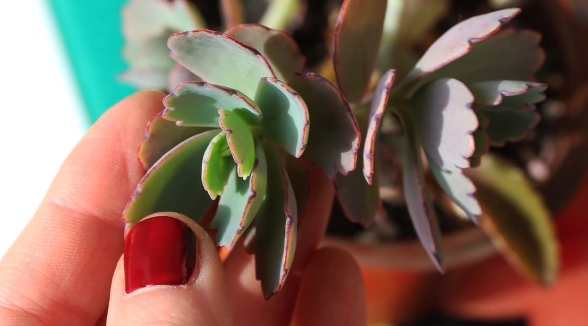 Primer plano de la mano de una mujer con uñas rojas que muestran las hojas de la planta Lavender Scallops contra un fondo borroso.  La planta tiene hojas redondas, planas y carnosas de color verde con un tinte púrpura en la parte inferior.  Los bordes de las hojas están festoneados.