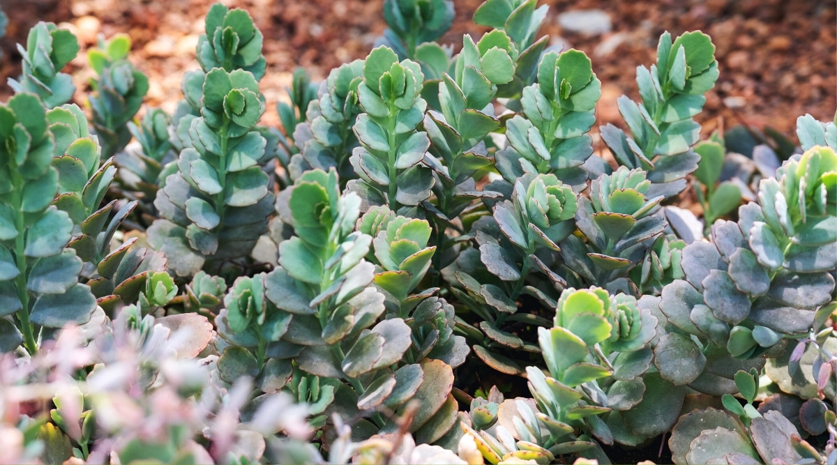 Primer plano de muchas suculentas K. fedtschenkoi en crecimiento en un jardín contra un fondo borroso.  La planta tiene tallos erectos cubiertos de hojas carnosas, obovadas, de color verde azulado con bordes festoneados.