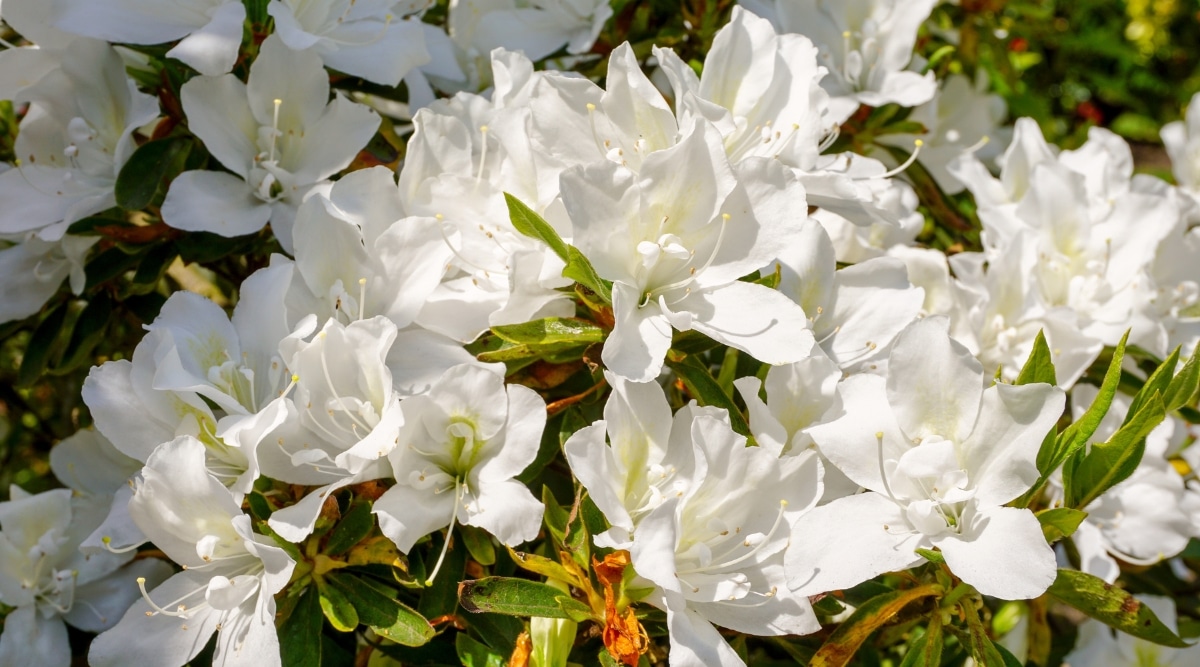 Arbusto abundantemente floreciente de Azalea Kimono May Snow en un jardín soleado.  Muchas flores blancas grandes en forma de campana con pétalos oblongos ligeramente ondulados y pecas de color verde claro en los pétalos superiores.  Las hojas son de color verde oscuro, elípticas, pubescentes, algunas de ellas con manchas anaranjadas y marrones.
