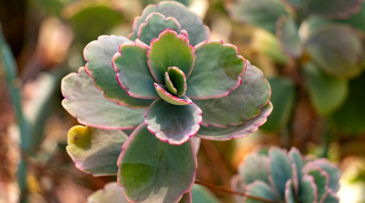 Primer plano de una planta Kalanchoe Fedtschenkoi contra un fondo borroso.  La planta produce hojas planas, abovadas, carnosas, de color verde azulado, festoneadas, con ribetes de color rosa púrpura brillante.