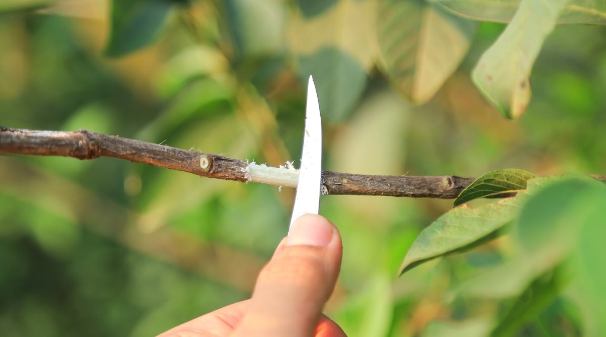 Primer plano de la mano de un jardinero pelando una rama para su propagación con una hoja de cuchillo.  La rama es delgada, de color marrón con una zona blanca pelada en el medio.  Fondo verde frondoso borroso.