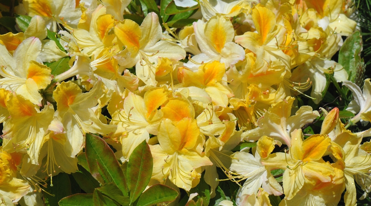 Primer plano de flores de azalea Lemon Lights en flor en un jardín soleado.  Flores grandes, de color amarillo brillante, en forma de embudo, con manchas anaranjadas profundas en los pétalos superiores.