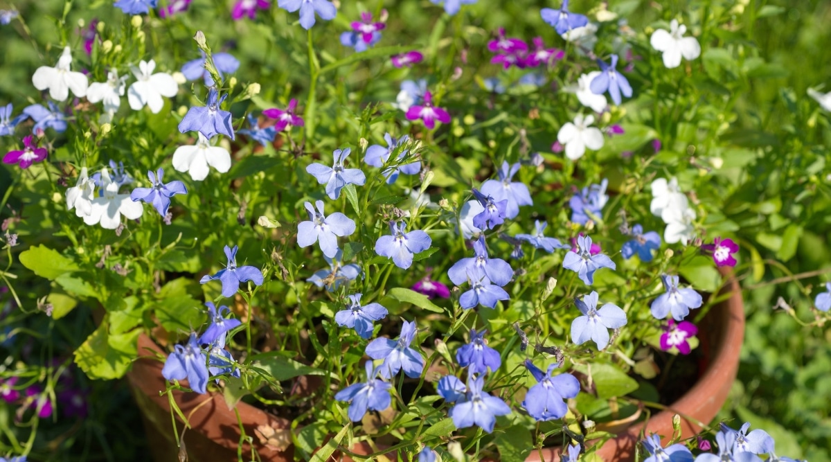 Primer plano de Lobelias florecientes en una olla de barro contra el telón de fondo de un jardín soleado.  Las flores son pequeñas, en forma de campana, de color azul pálido, blanco y morado.