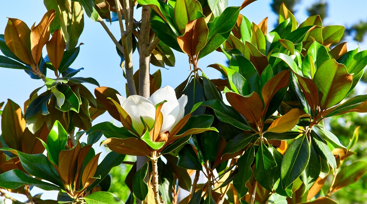 Primer plano de una magnolia floreciente 'Bracken's Brown Beauty' en un jardín soleado.  El árbol está densamente cubierto de hojas oblongas y brillantes, de color verde oscuro con terciopelo marrón debajo.  Una gran flor blanca en forma de copa florece en una rama entre las hojas.