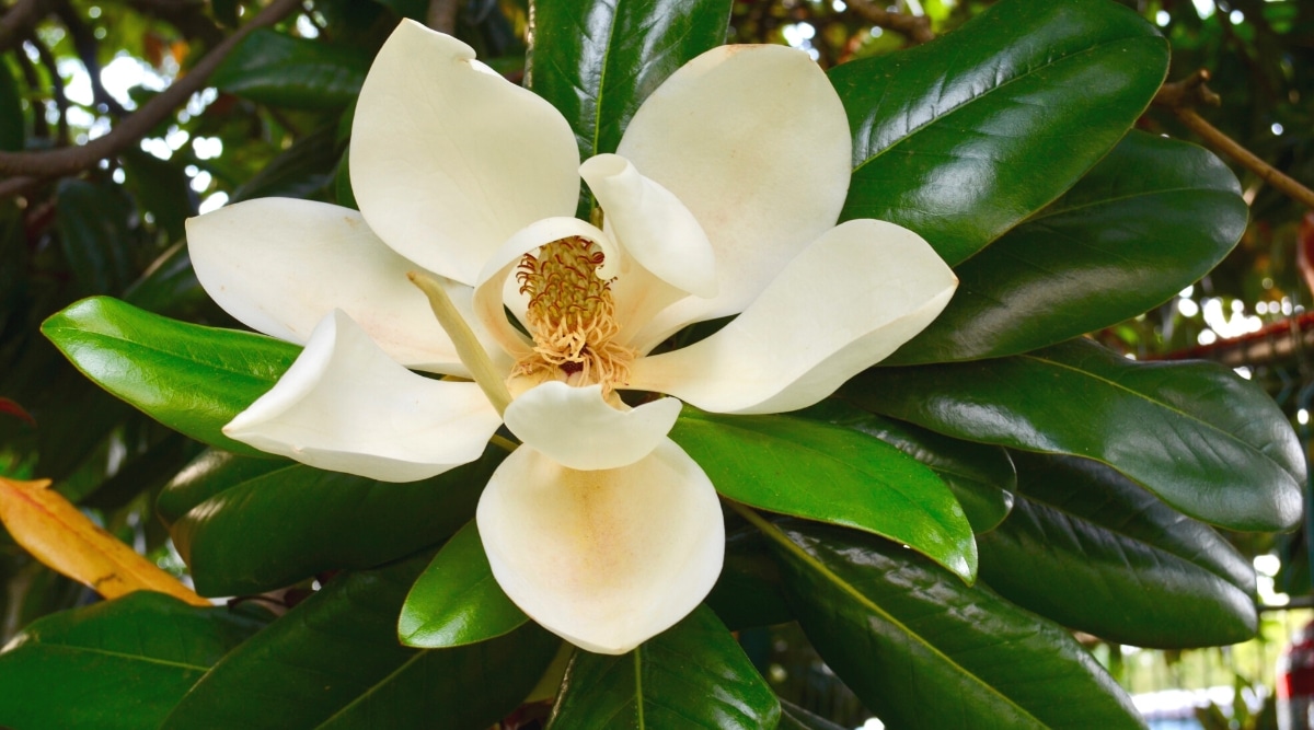 Primer plano de una gran flor blanca Magnolia Grandiflora 'Kay Parris' rodeada de hojas de color verde oscuro, brillantes y coriáceas.  La flor consta de pétalos redondeados de color blanco crema dispuestos alrededor de un carpelo cubierto de estambres amarillos.