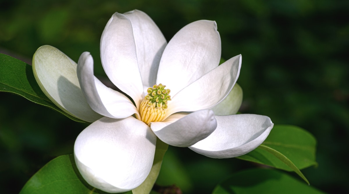 Primer plano de una Magnolia Virginiana blanca floreciente 'Sombra verde' contra un fondo verde borroso.  La flor es grande, abierta, ahuecada, tiene pétalos interiores ovalados, blancos, ligeramente cóncavos, dispuestos alrededor de un carpelo verde con estambres amarillos.