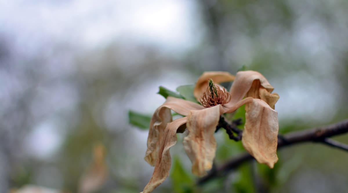 Flor de magnolia en el árbol muriendo debido a la sequía.  La planta está seca y necesita humedad para recuperarse.