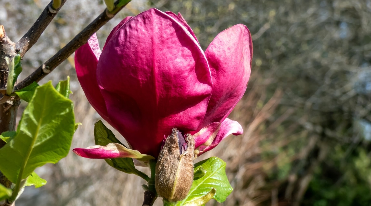 Primer plano de una flor de magnolia en flor soulangeana x liliiflora 'Genie' contra un fondo borroso en un jardín de primavera.  La flor de copa consta de pétalos granate ovalados verticales.