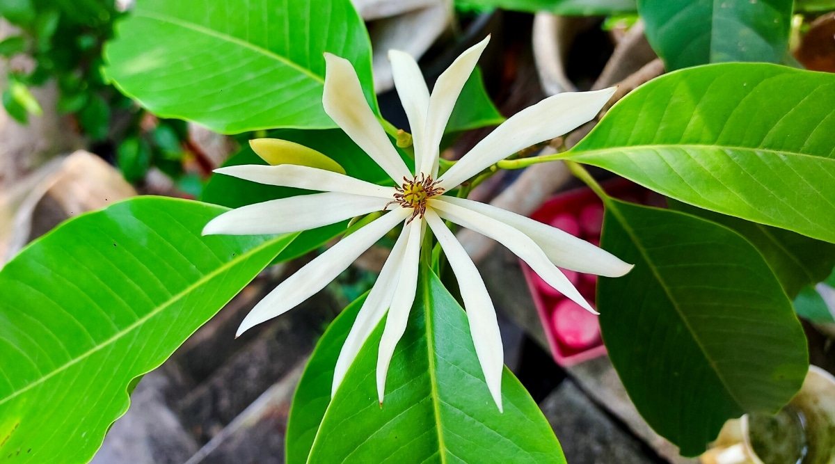 Vista superior, flor de magnolia Magnolia x figo 'Alba' en flor rodeada de hojas grandes, ovaladas y brillantes, de color verde brillante en un fondo de jardín borroso.  La flor es grande, consta de finos pétalos blancos largos que rodean un carpelo verde con estambres de color púrpura.