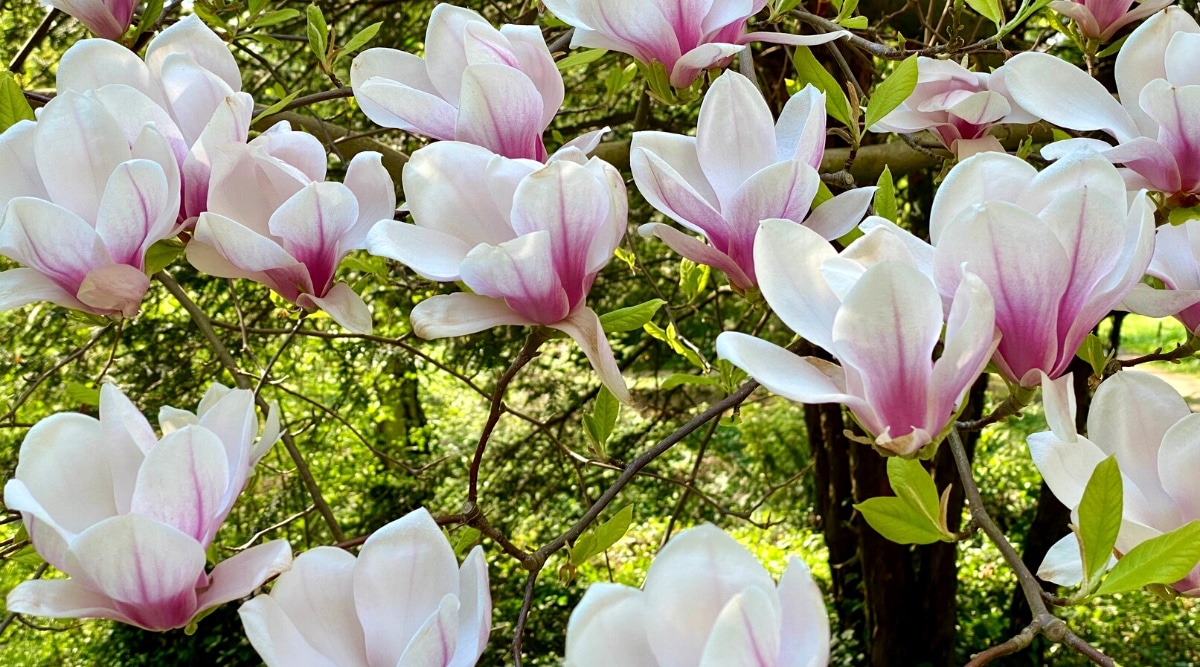 Primer plano de un árbol floreciente de magnolia x soulangeana 'Alexandrina' frente a un jardín verde.  Las flores son grandes, en forma de platillo, compuestas de pétalos oblongos de color blanco, con vetas de color púrpura oscuro en el exterior y en la base de las flores.