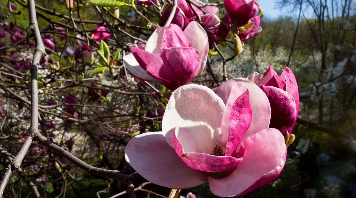 Primer plano de una rama de magnolia floreciente contra el telón de fondo de la naturaleza.  Las flores son grandes, en forma de copa, con pétalos redondeados de color violeta rojizo por fuera y blanco puro por dentro.