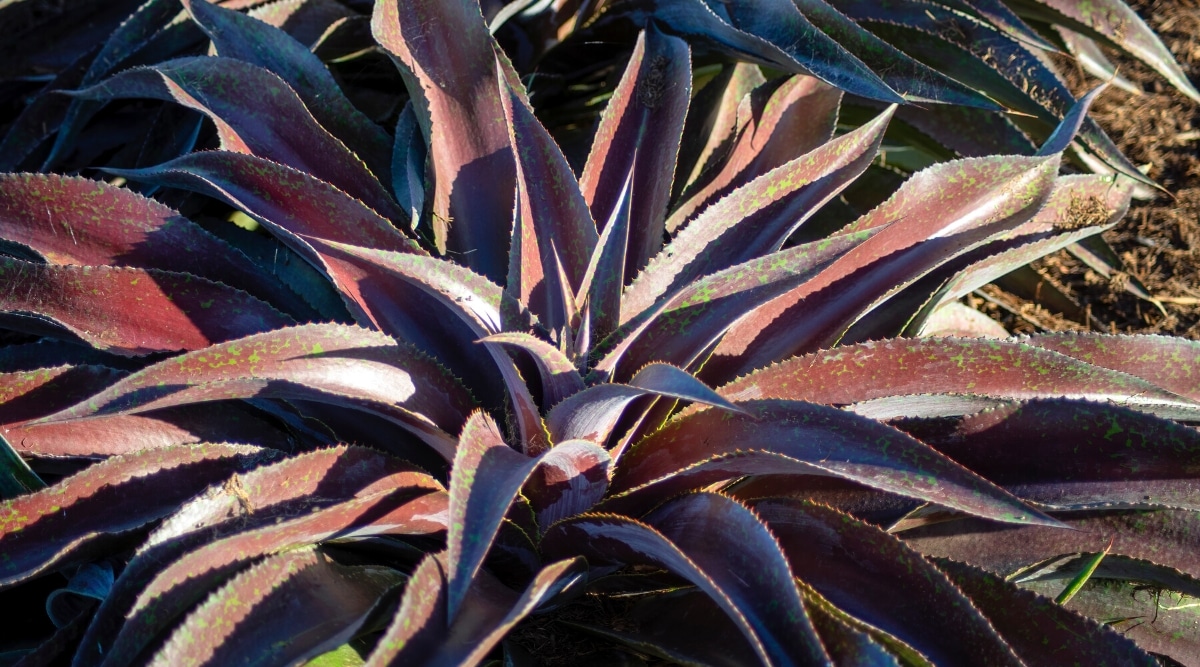 Primer plano de una planta de Mangave 'Misión a Marte' en un jardín soleado.  Esta suculenta tiene una llamativa roseta de hojas gruesas, curvas y lanceoladas de color verde salpicadas de rojo púrpura.