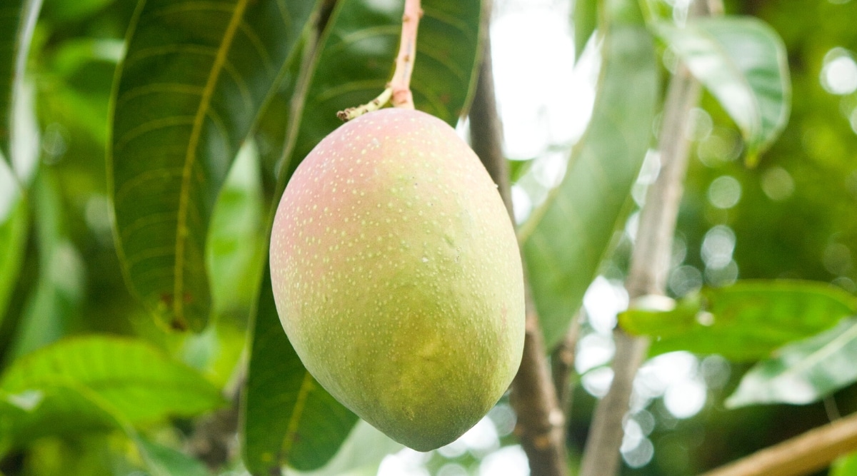 Primer plano de un mango colgando de un árbol contra un fondo frondoso borroso.  El fruto del mango es de forma ovalada, de color verde pálido con un flanco ligeramente rosado.  Las hojas son coriáceas, lanceoladas, brillantes, de color verde oscuro.