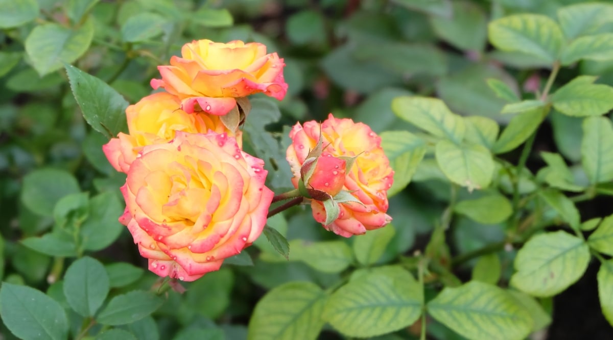 Una rosa en miniatura con pétalos de flores de color amarillo y melocotón en el jardín.  Las flores están en plena floración y hay un follaje verde claro en la base de la planta.