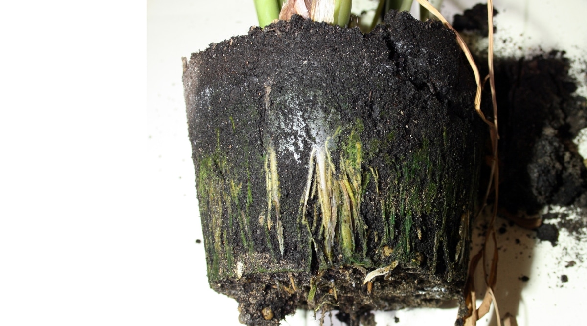 Primer plano de las raíces podridas de una planta de interior con una bola de suelo sobre un fondo blanco.  Las raíces están húmedas, con un tinte verdoso, podridas.