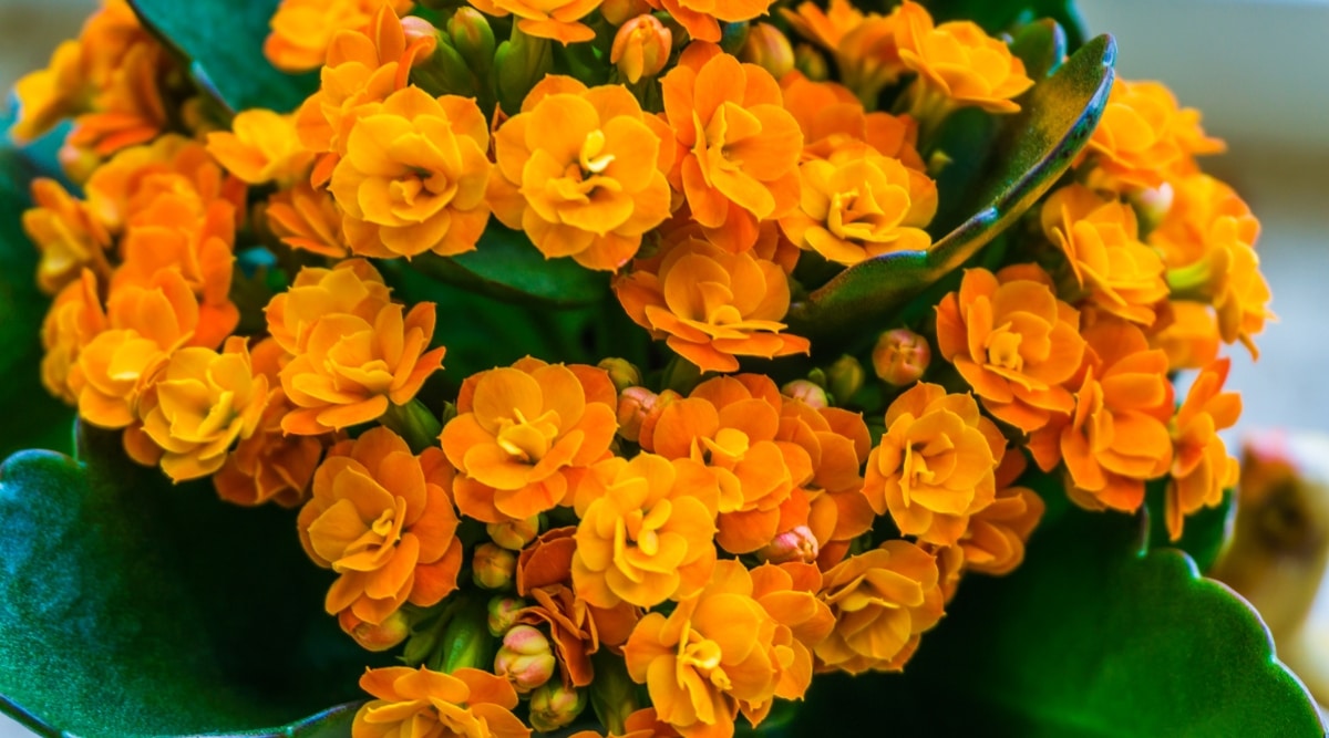 Planta suculenta de Katy en llamas de color naranja.  Las flores son de color naranja brillante y la suculenta es saludable, con hojas de color verde oscuro visibles en las áreas de floración de la planta.