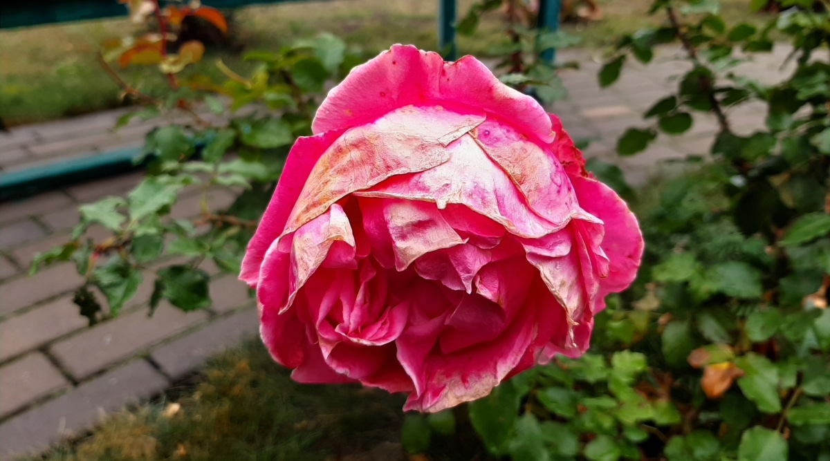 Rosa rosa con exceso de agua con pétalos marrones en el jardín.  La rosa es de color rosa brillante, pero claramente sufre de riego excesivo ya que los pétalos están marrones, marchitos.  El follaje base es verde con algunos matices marrones.