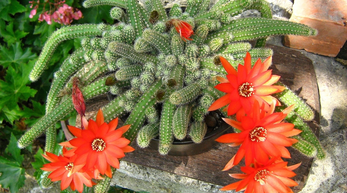 Cactus de maní sentados en una olla que descansa sobre una mesa.  Los cactus son pequeños y están agrupados.  Hay cientos de zarcillos de cactus agrupados en una maceta.  Hay flores individuales de color naranja brillante que salen de unos seis zarcillos de cactus.