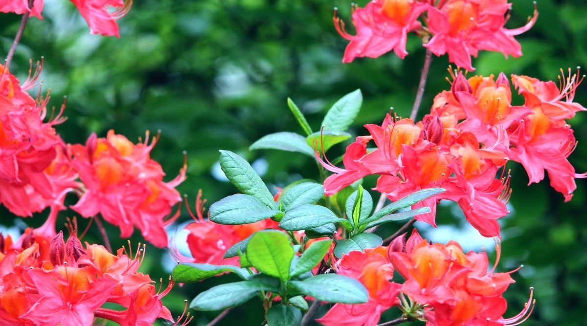 Rama floreciente de azalea Pink-A-Boo sobre un fondo verde borroso.  Las hojas son ovaladas, alargadas, de color verde oscuro, brillantes.  Las flores tienen forma de embudo y consisten en pétalos ovalados de color rosa brillante con grandes trazos de color naranja en los pétalos superiores.