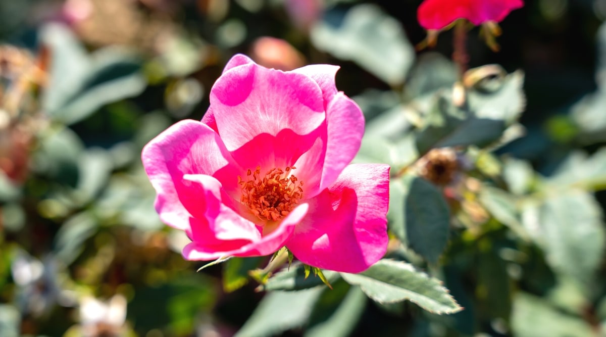 Primer plano de una flor de rosa 'Pink Knock Out' en flor contra un fondo frondoso borroso.  La flor es simple, tiene pétalos redondeados individuales de color rosa brillante, que rodean estambres dorados.