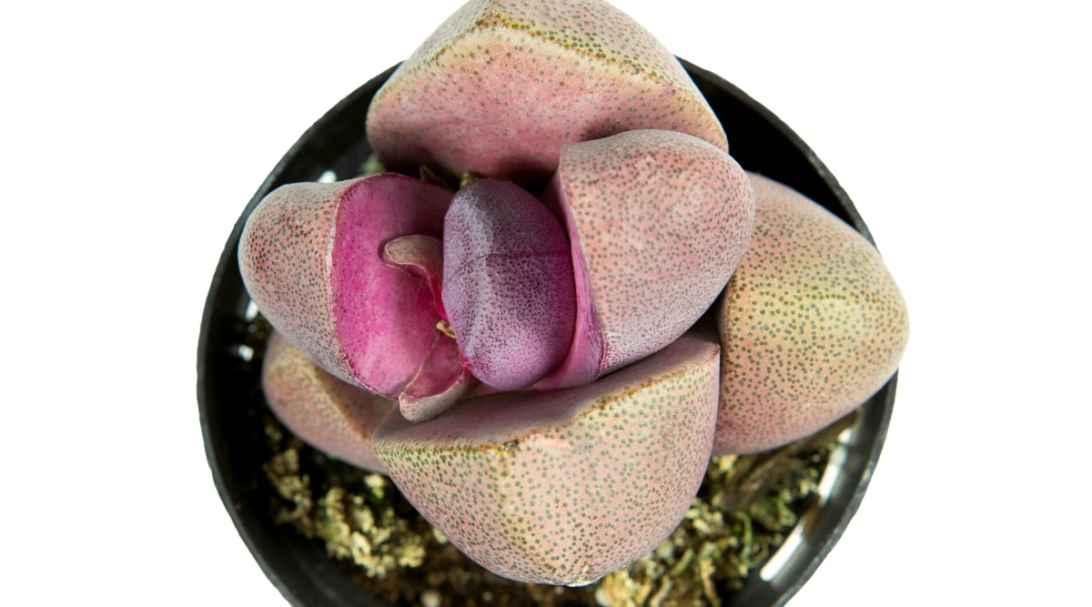 Vista superior, primer plano de la suculenta Pleiospilos Nelii 'Royal Flush' sobre un fondo blanco.  La planta consta de 4 hojas opuestas, casi hemisféricas, de color púrpura rosado con muchos puntos negros.