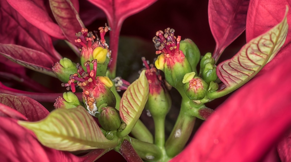 Primer plano de flores (cythia) de Poinsettia rodeadas de brácteas rojas.  Las flores consisten en bases verdes de las que sobresalen estambres de color rojo brillante.