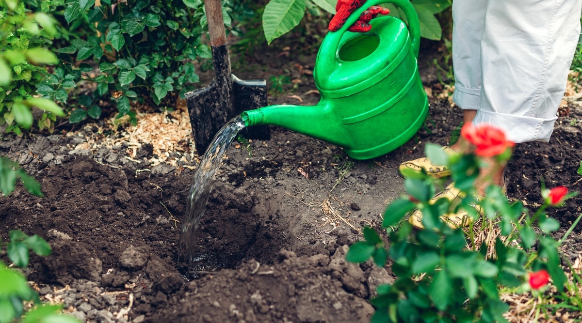 Primer plano de una jardinera que riega de una gran lata de agua de plástico verde un agujero excavado para plantar un rosal.  Una gran pala de jardín está incrustada en el suelo.  El jardinero está vestido con pantalones blancos y zapatos cerrados amarillos.