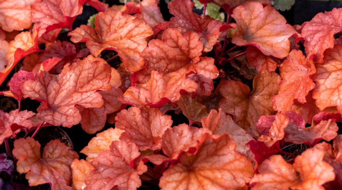 Primer plano de hermosas hojas rojas brillantes de la planta Primo Mahogany Monster Heuchera cubiertas de gotas de rocío.  Las hojas lobuladas, ligeramente onduladas, tienen ricas venas rojas.
