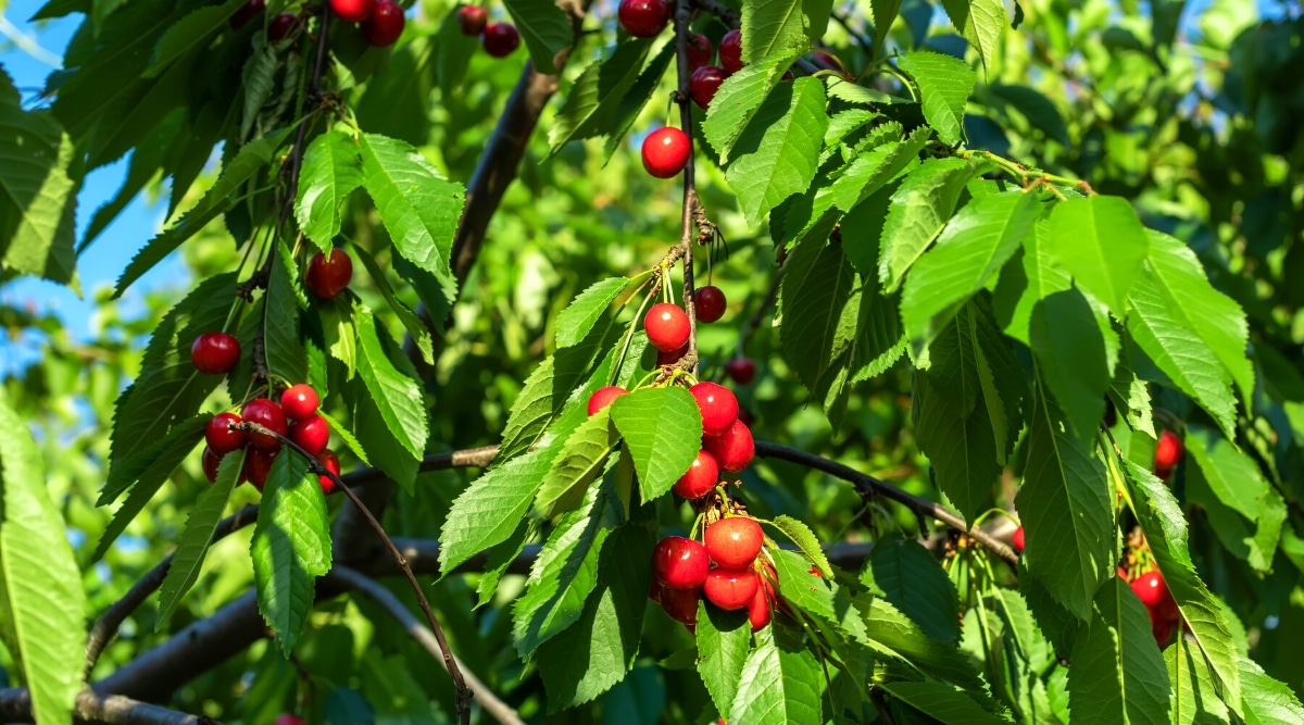 Primer plano de una gran rama de un cerezo con frutos maduros rodeados de follaje verde brillante.  Las hojas son simples, ovaladas con bordes aserrados.  Los frutos son pequeños, redondos, firmes y de piel roja brillante.