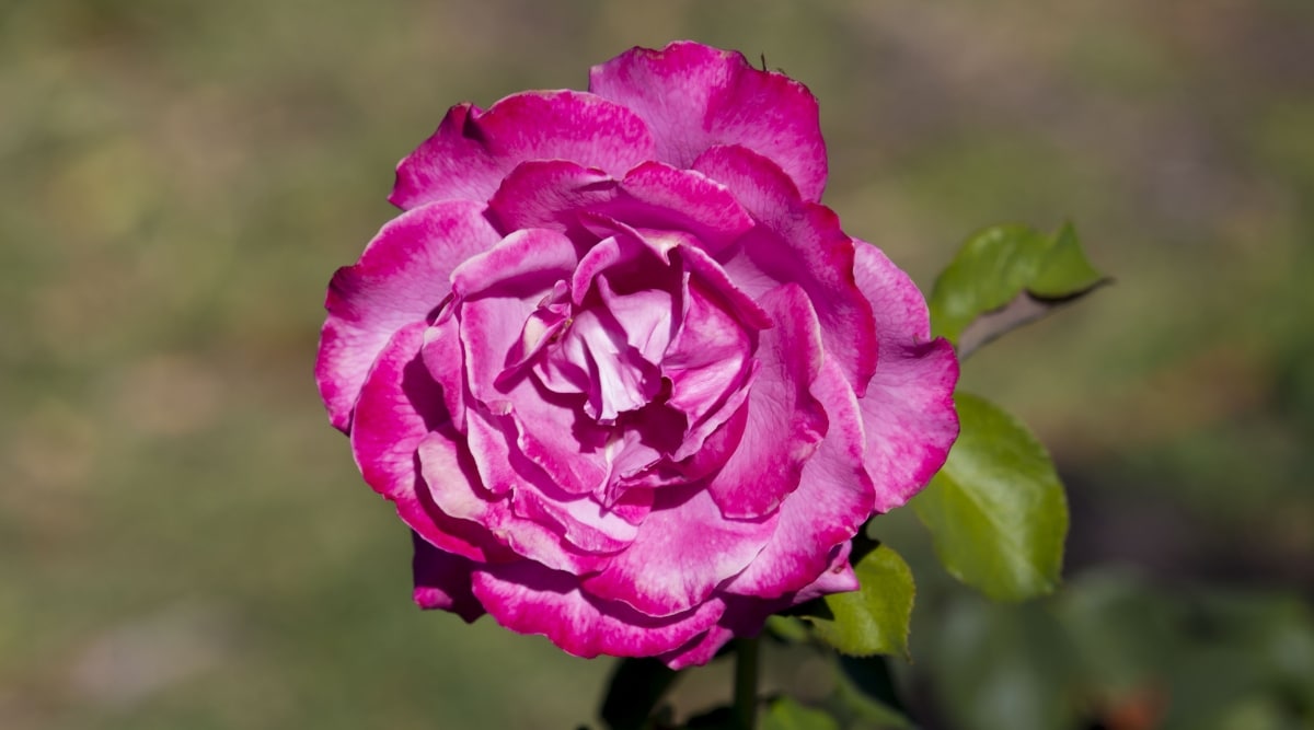 Rosa de té híbrida magenta y púrpura que florece en el jardín.  La imagen es un primer plano de la flor con sus pétalos en plena floración.  Una sola flor está encima del tallo de la planta.