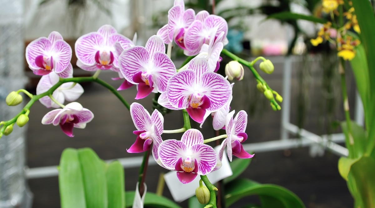 Flores de orquídeas moradas y blancas en plena floración en invernadero.  Hay más flores que salen directamente de una sola planta. 