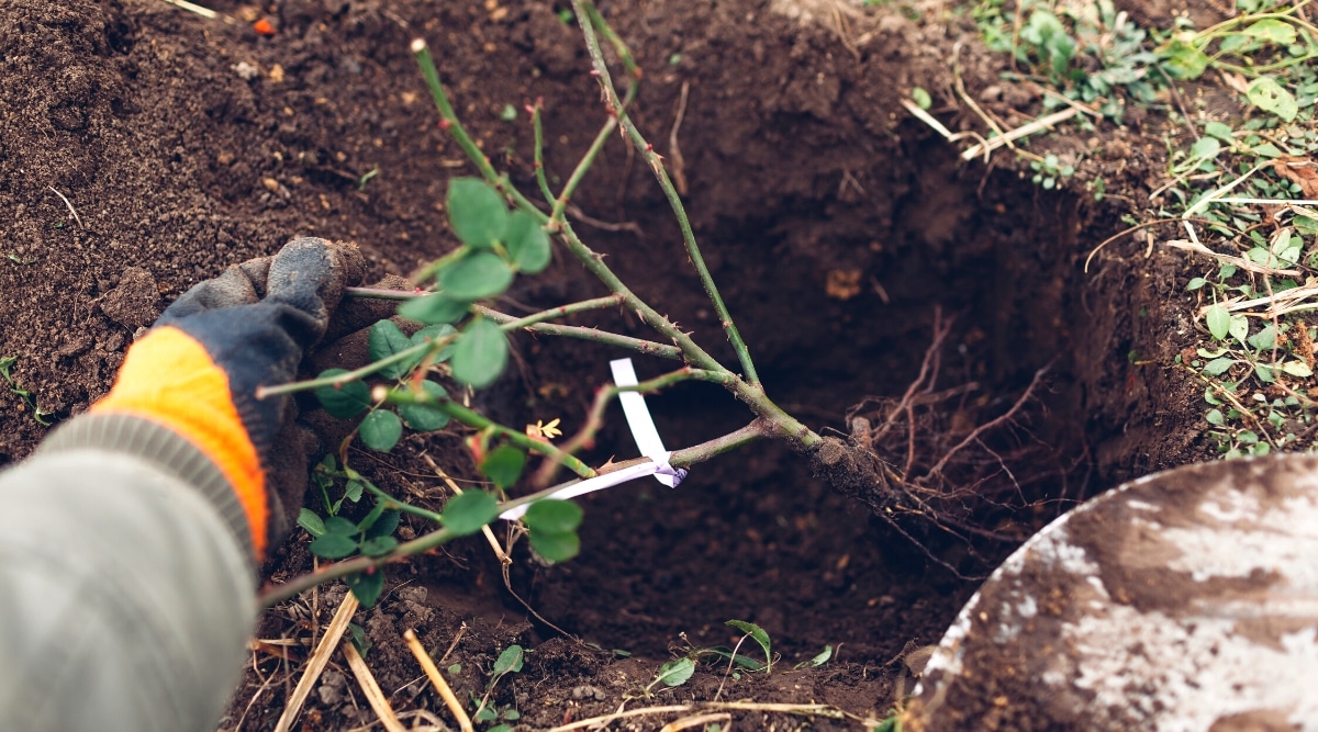 Primer plano de la mano de un jardinero en un guante negro y naranja plantando un rosal en un agujero profundo en el jardín.  La plántula de rosa tiene raíces largas y delgadas, tallos verdes fuertes con espinas y varias hojas verdes ovaladas.