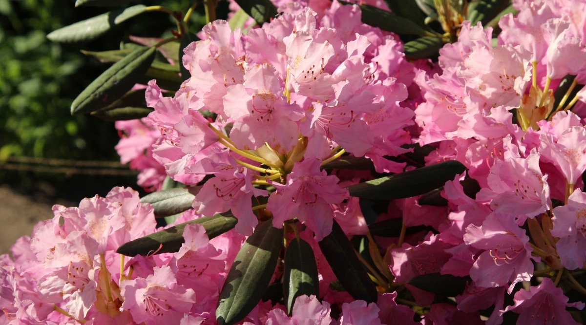 Primer plano de un floreciente arbusto de azalea Raspberry Sundae iluminado por el sol en un jardín.  Las flores dobles rosadas en forma de embudo tienen pétalos ondulados y largos estambres rosados.  Azalea tiene hojas largas, ovaladas, de color verde oscuro.