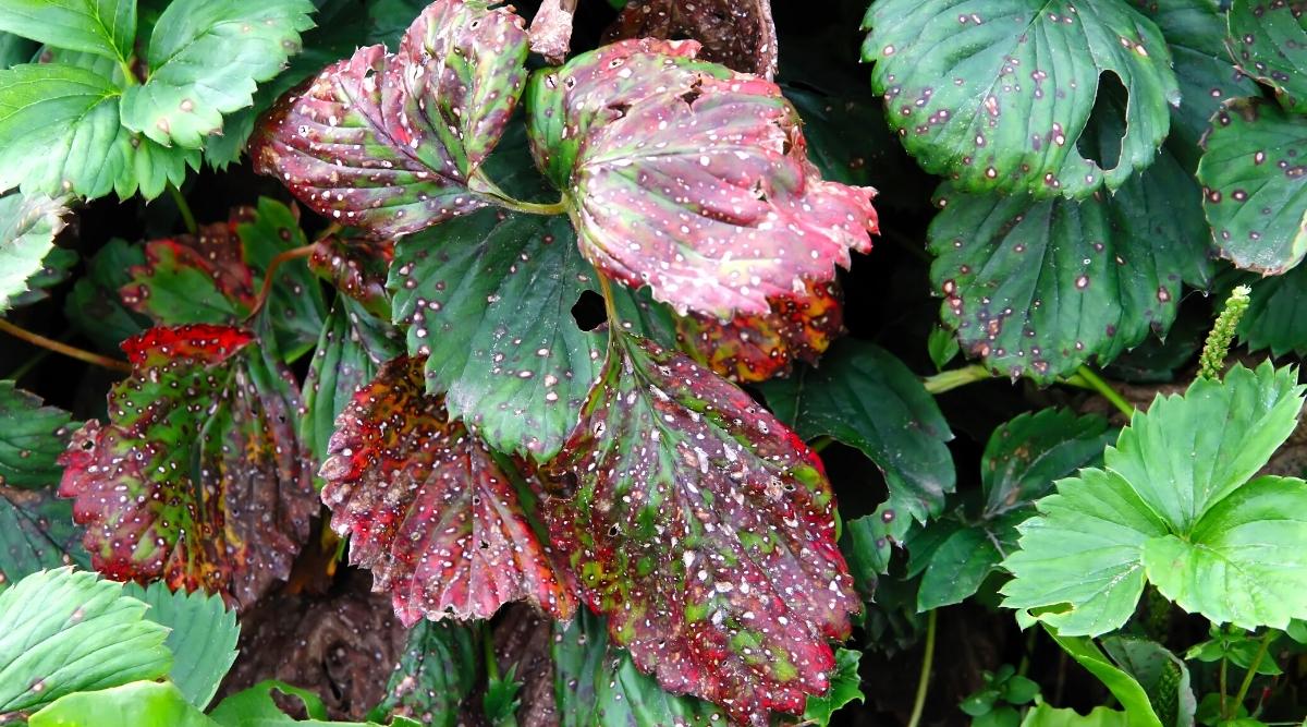 Hojas de la planta de bayas que se han vuelto rojas.  Están infectados con una enfermedad y la planta necesita tratamiento.