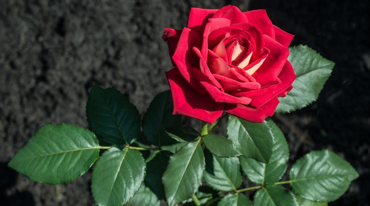 Flor roja que crece en suelo negro oscuro, con follaje verde en la base de las flores.  La flor es de color rojo brillante y está en flor.  El follaje es oscuro, rico y lleno de nutrientes.