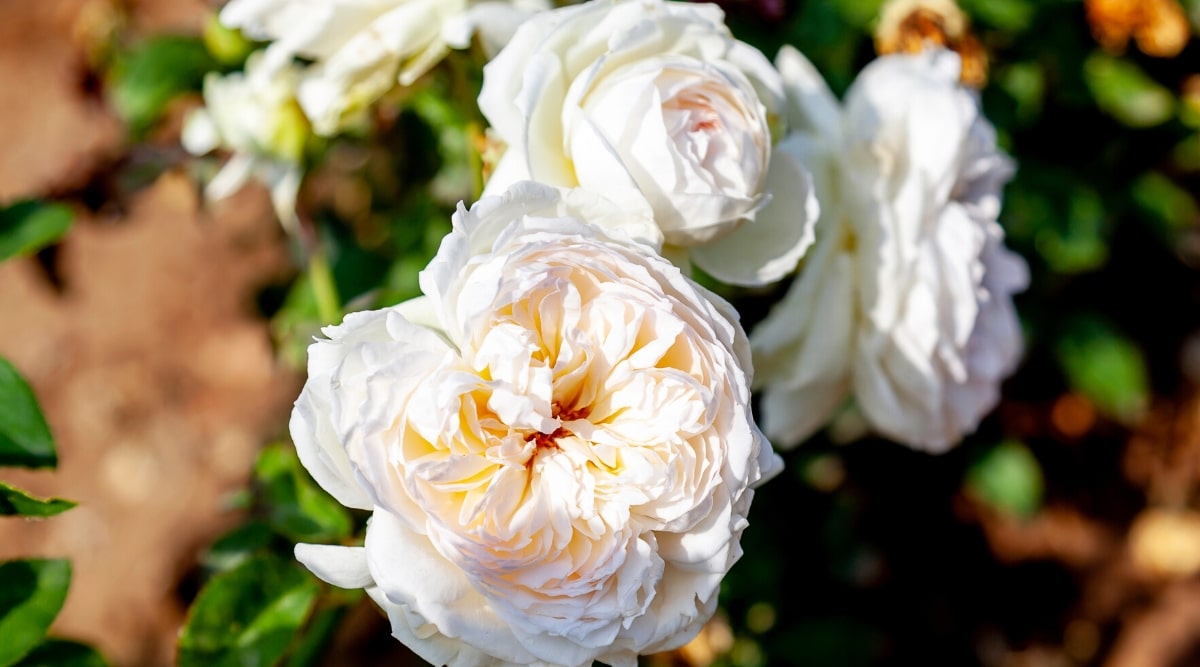 Primer plano de flores de rosa 'Bolero' en flor en un jardín soleado.  Los cogollos son grandes, de color blanco cremoso, dobles, ligeramente ondulados.  Los pétalos se colocan firmemente en un círculo creando un pompón.