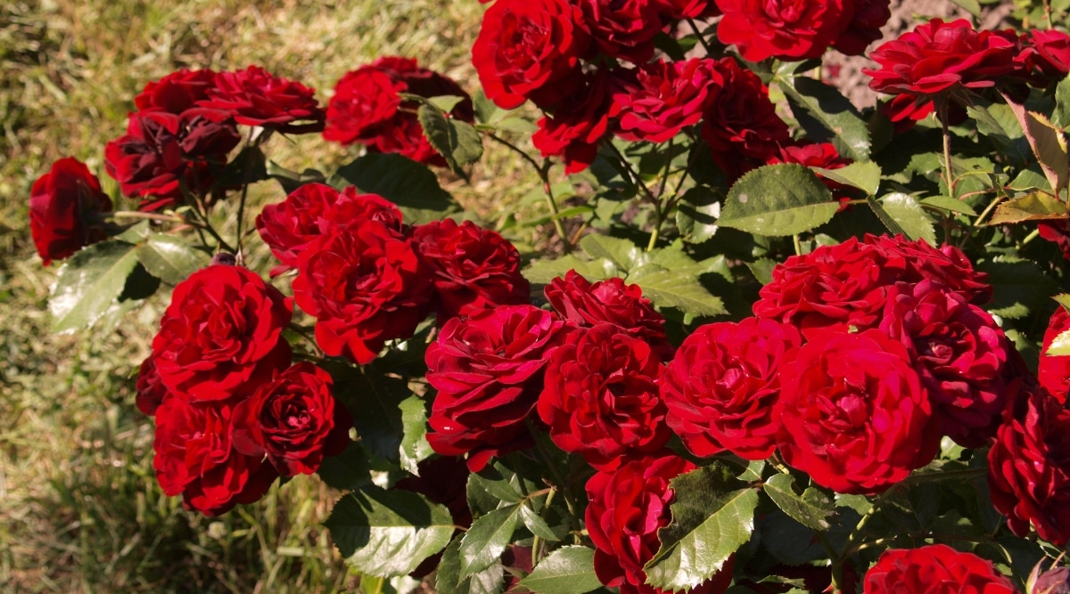 Primer plano de un rosal profusamente floreciente 'Citiscape Ⓡ Bordeaux' rodeado de follaje verde oscuro con bordes irregulares.  Los cogollos dobles de color rojo intenso consisten en muchas capas de pétalos redondos y ligeramente ondulados.