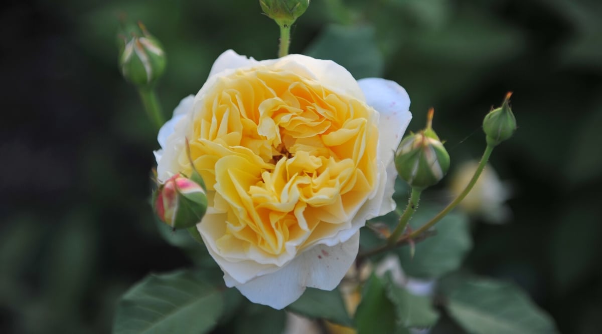 Primer plano de una rosa floreciente 'Meitonje' contra un fondo verde oscuro borroso.  La flor es grande, doble, peonía.  La flor tiene un centro de pétalos amarillos brillantes sueltos y relajados rodeados por un anillo exterior limpio de pétalos de crema de mantequilla.