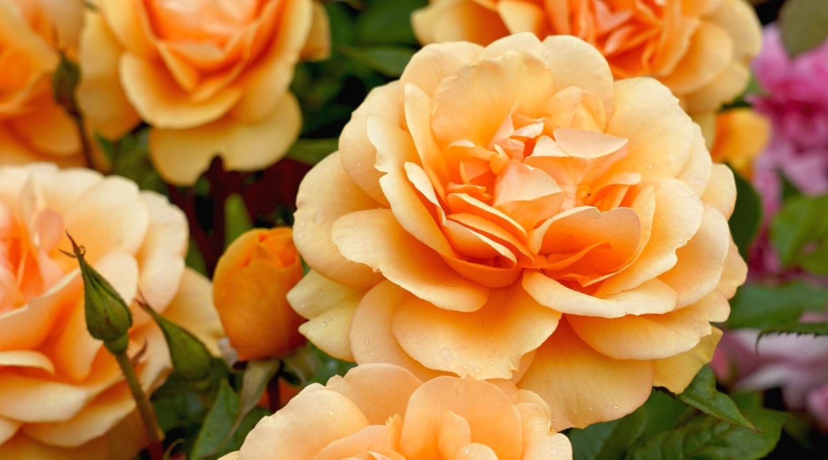 Primer plano de rosas 'Sudáfrica' en flor en el jardín, con rosas rosas en flor en el fondo.  Las flores son grandes, de color naranja dorado, dobles, con pétalos redondeados, ligeramente ondulados.
