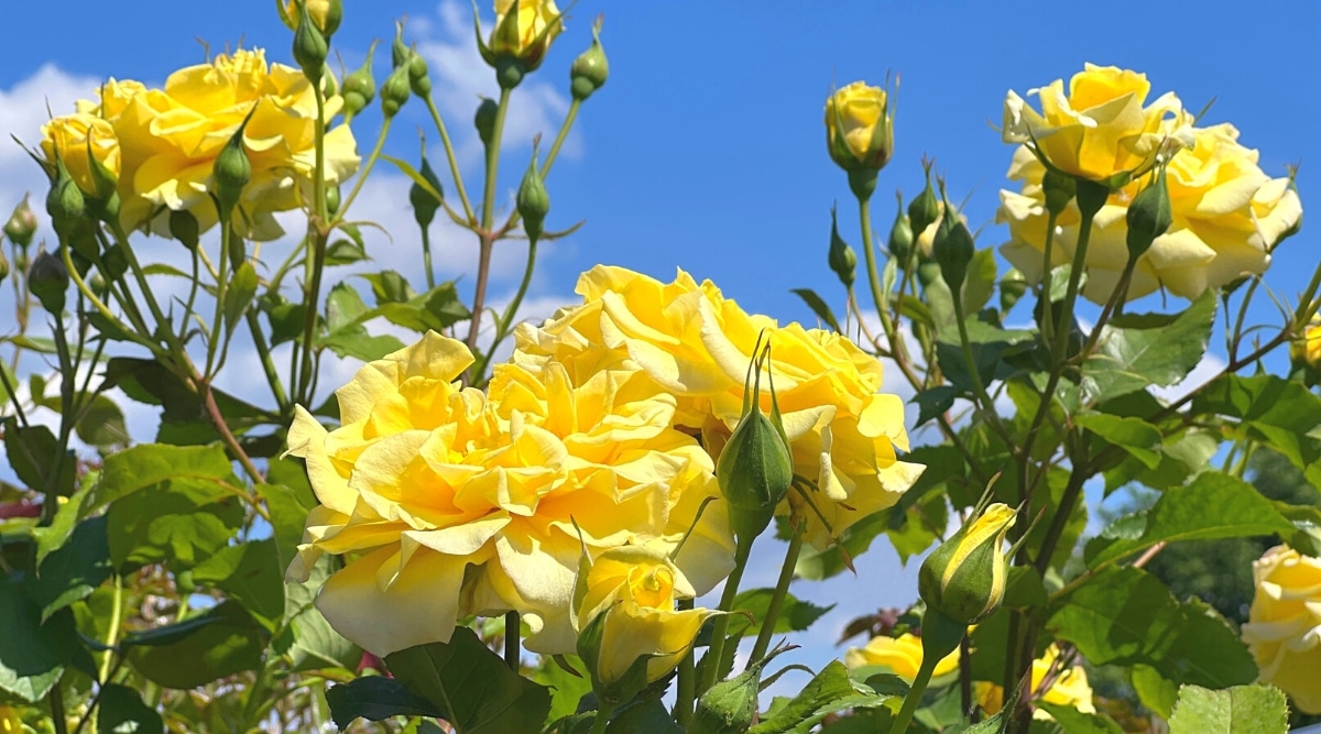 Primer plano de rosas florecientes de color amarillo brillante 'Sunsprite' contra un cielo azul.  Las flores son grandes, con volantes, de rizo.  Las hojas son ovaladas, de color verde oscuro, dentadas en los bordes.