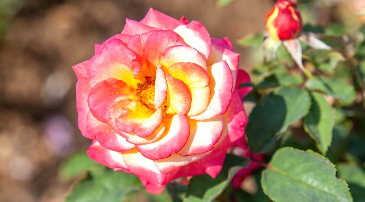 Primer plano de una rosa floreciente 'Wekdocpot' en un jardín soleado contra un fondo borroso.  doble, grande, Flor de color mandarina con pétalos redondeados, ligeramente curvados hacia afuera y con bordes de color rojo cereza.