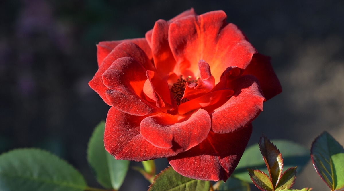 Un capullo de rosa floreciente de 'Café en grano' en un jardín de verano.  La flor doble grande consta de pétalos ondulados de color rojo anaranjado con una parte inferior ahumada y oxidada.  Las hojas son ovaladas, de color verde oscuro con bordes dentados y ligeramente púrpura-burdeos.